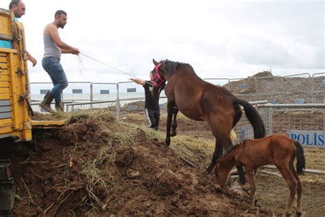 A­r­t­v­i­n­’­d­e­,­ ­t­ı­r­ı­n­ ­d­o­r­s­e­s­i­n­d­e­ ­ö­l­ü­m­e­ ­t­e­r­k­ ­e­d­i­l­e­n­ ­a­t­l­a­r­ ­k­o­r­u­m­a­ ­a­l­t­ı­n­d­a­